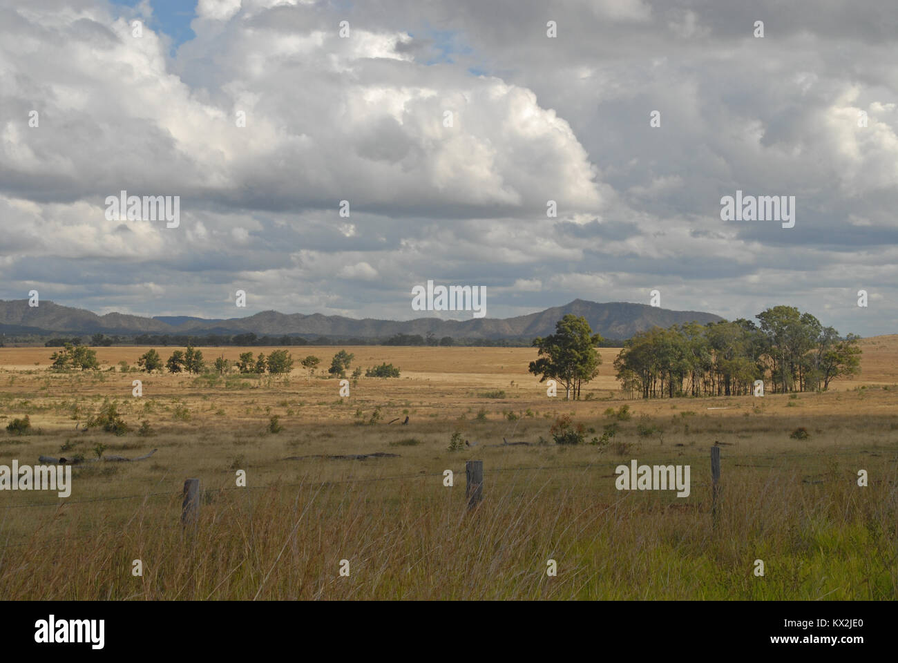 Bäume auf einer trockenen Wiese in Queensland, Australien Stockfoto