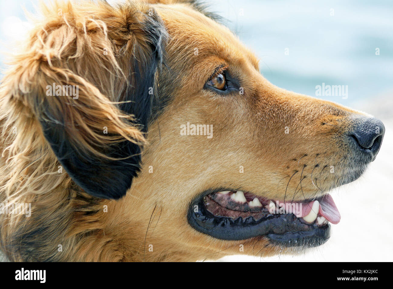 Hund mit ausdrucksvollen Augen gerne warten und Planung im Vorgriff auf den nächsten Befehl Stockfoto