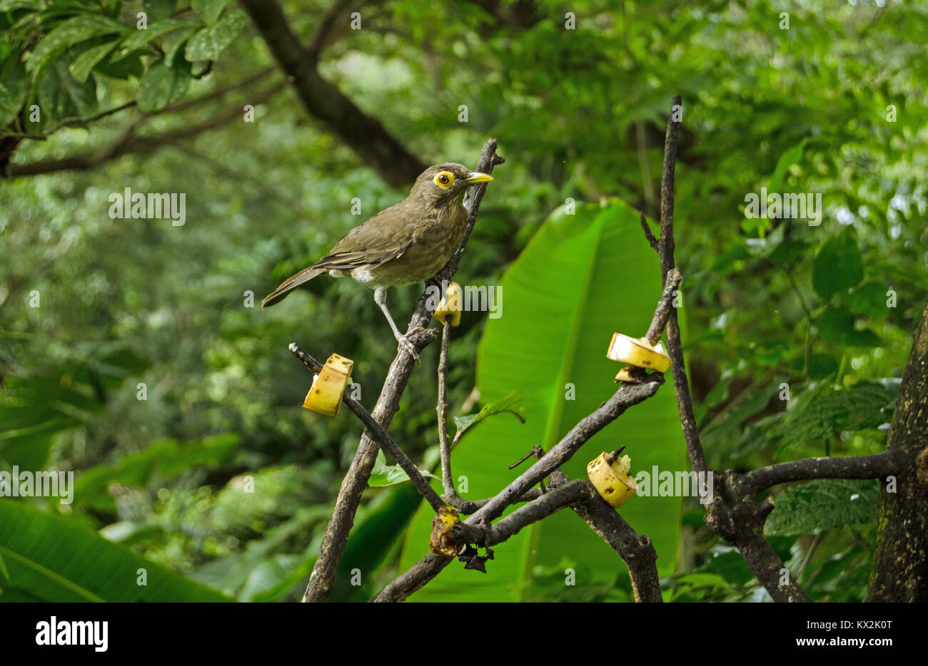 Ein brillenbär Thrush, lateinischer Name Turdus nudigenis, Pausen in die Kamera zu blicken, während Hackordnung auf bananenscheiben auf Branchen Links. Tropische Wald in Stockfoto