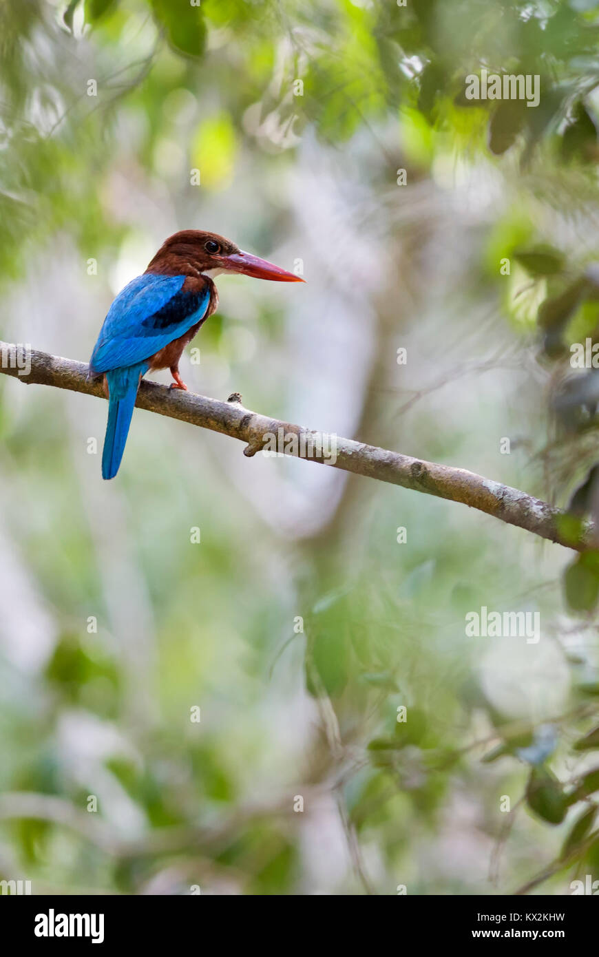 White-throated Kingfisher - Halcyon smyrnensis, Sri Lanka. Das Sitzen auf dem Zweig in der Nähe des Wasser. Stockfoto