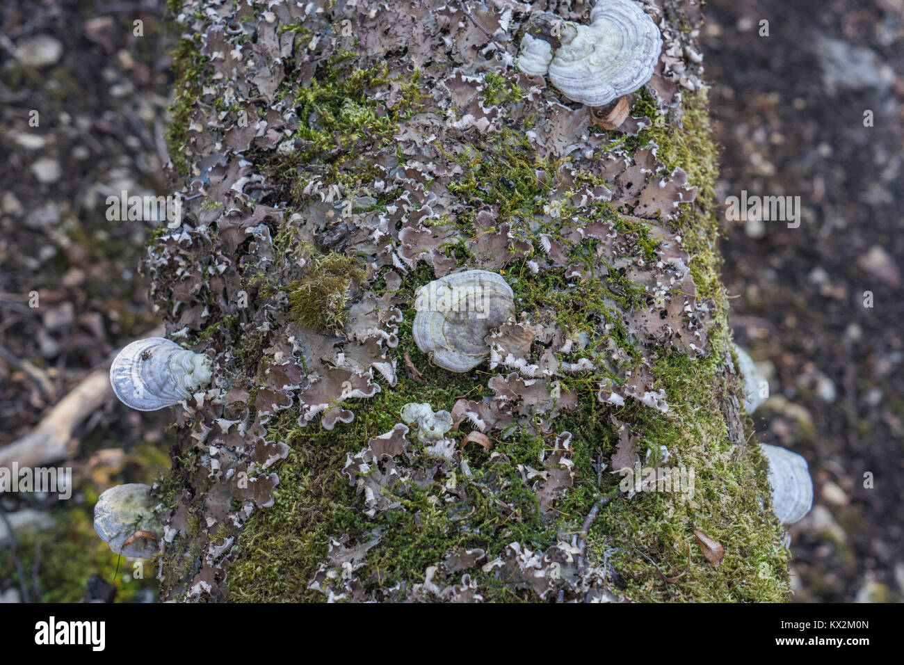 Parasiten Pilz wachsen auf einem Baumstamm Stockfoto