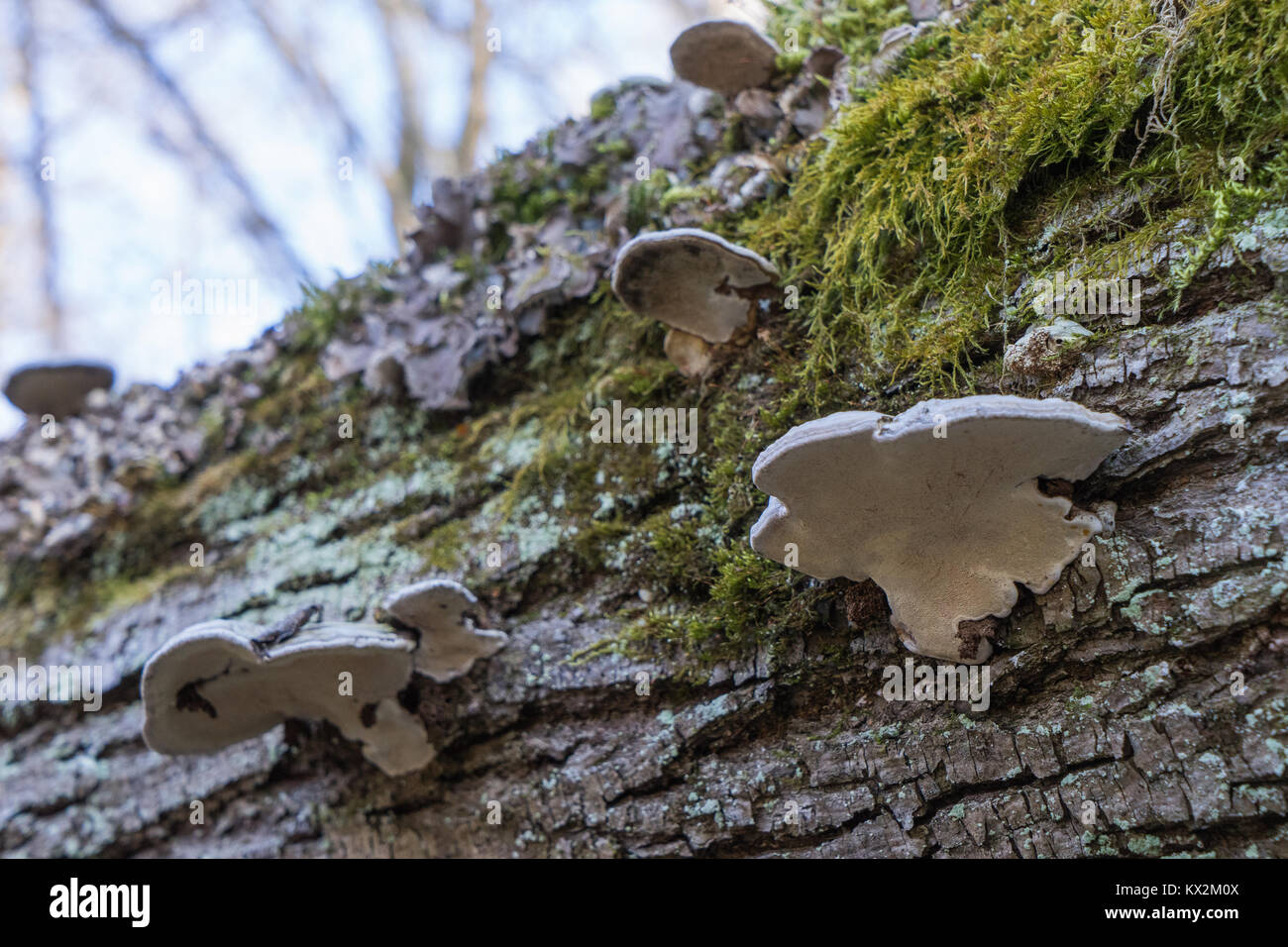 Parasiten Pilz wachsen auf einem Baumstamm Stockfoto