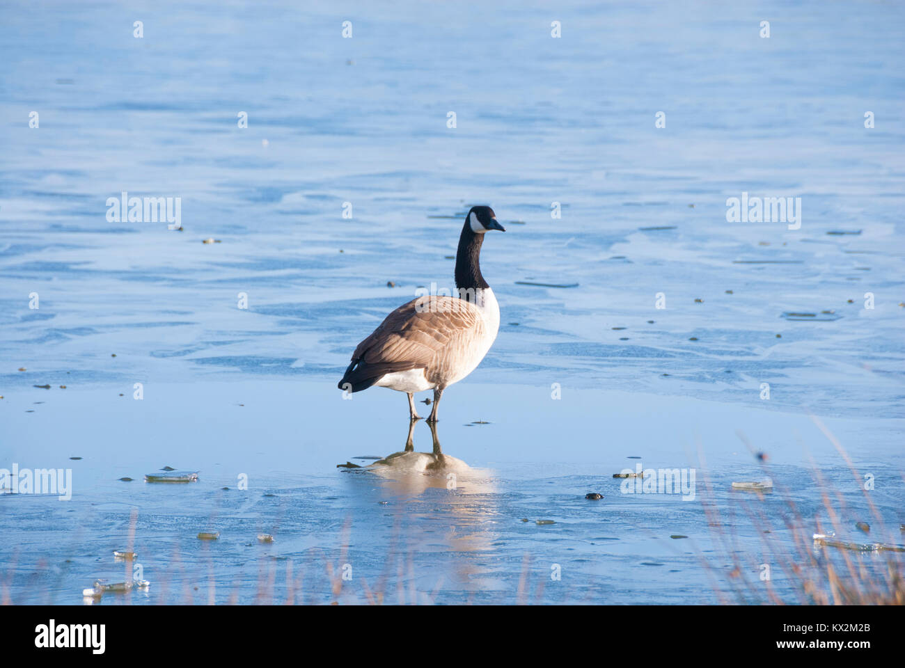 Ein einsamer Gans auf dem Eis: wasservögel Kampf als kalte Temperaturen im Winter dazu führen, dass das Wasser gefror, Sheffield UK 2015 Stockfoto