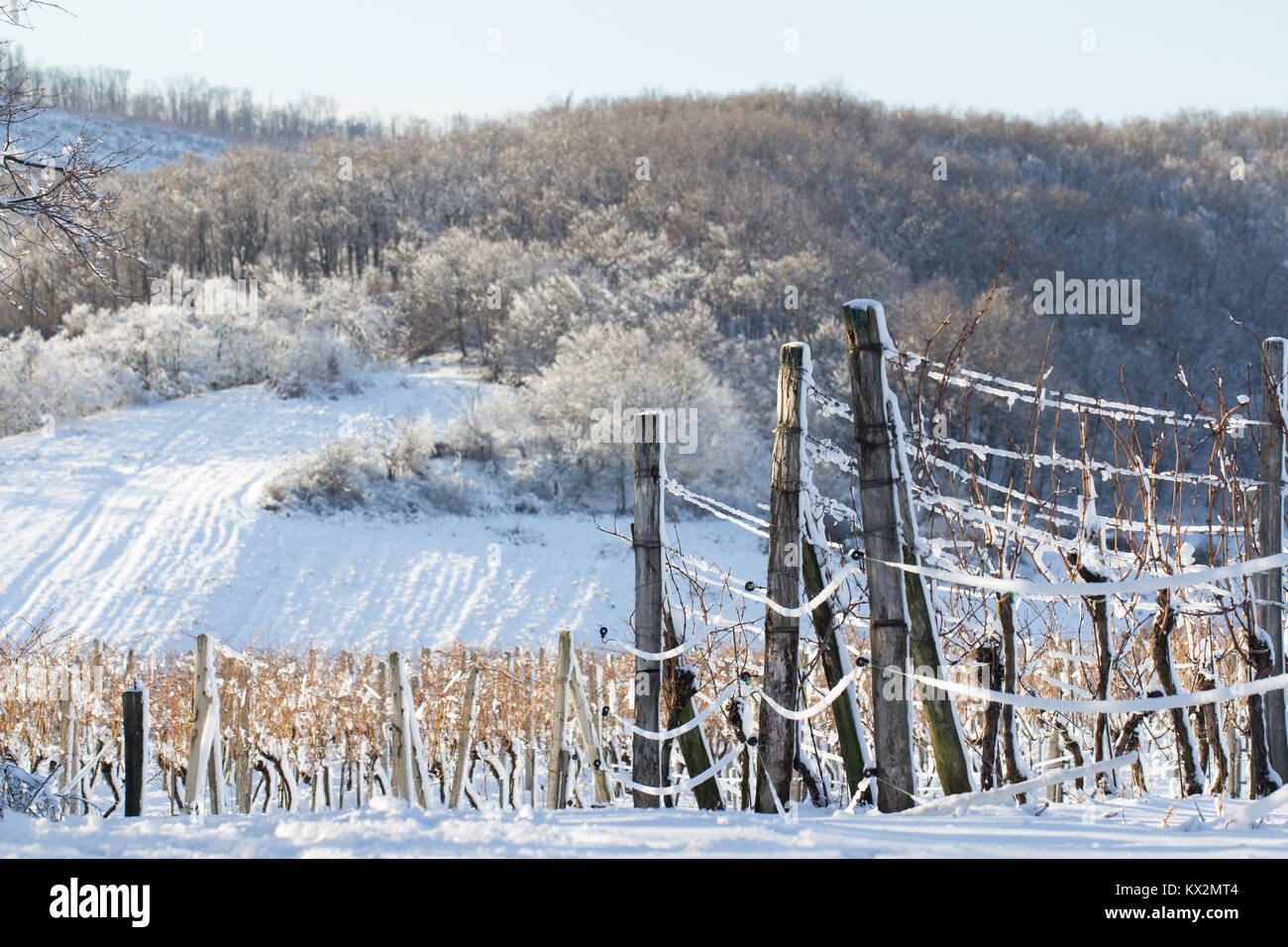 Weinberg mit Schnee im Winter abgedeckt Stockfoto