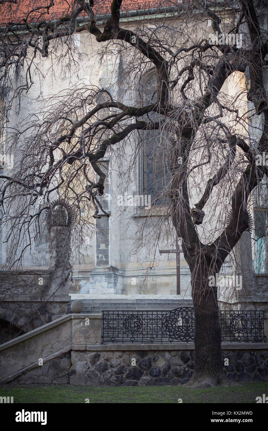 Baum in der Nähe von St. Martins Dom Bratislava Stockfoto