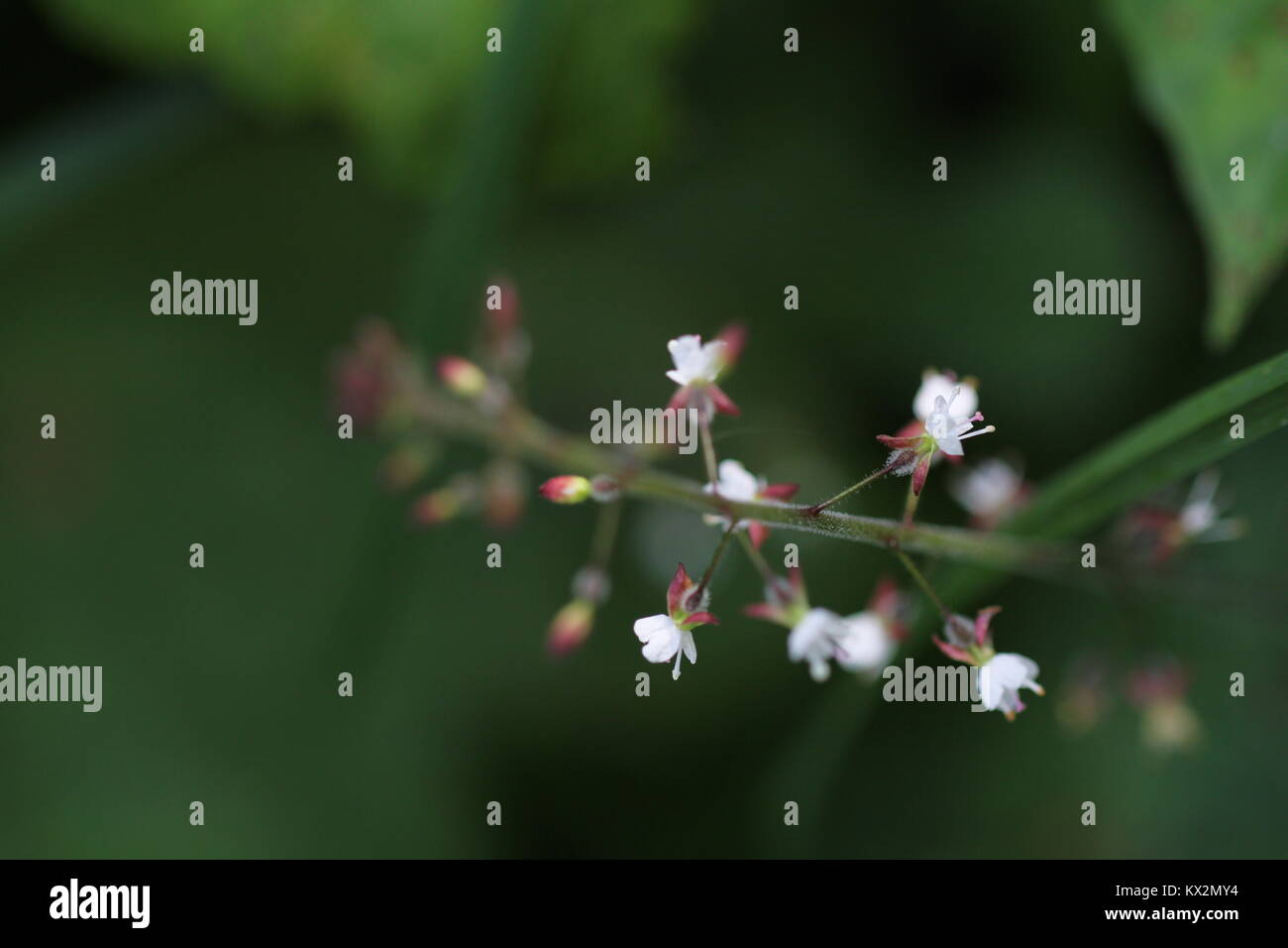 Frühling Blumen in Cornwall. Stockfoto