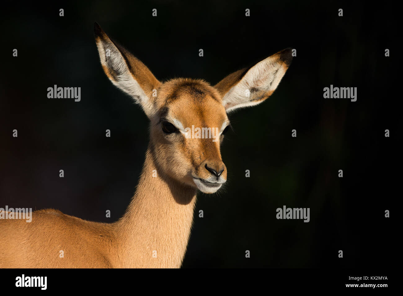 Baby Impala Stockfoto