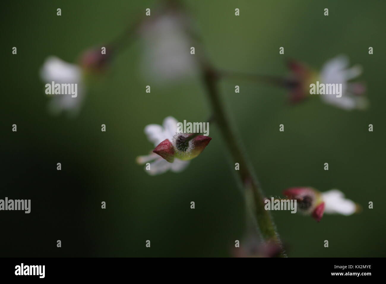 Frühling Blumen in Cornwall. Stockfoto