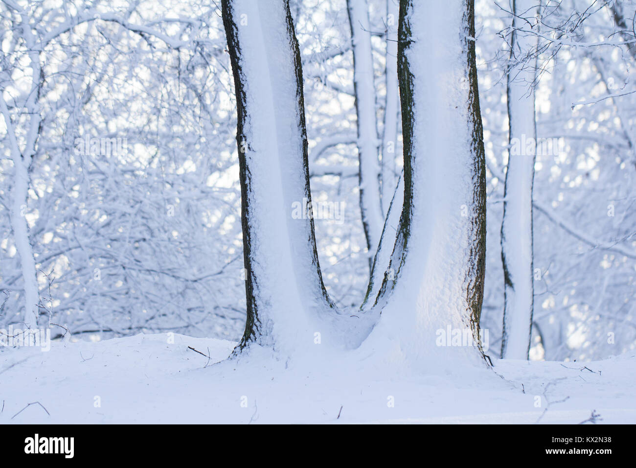 Bäume mit Schnee im Winter Wald bedeckt Stockfoto