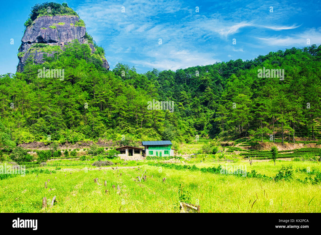 Da Hong Pao Cha oder grosse rote robe Kaffee Felder in Fuzhou landschaftlich reizvollen Gegend der Provinz Fujian in China. Stockfoto