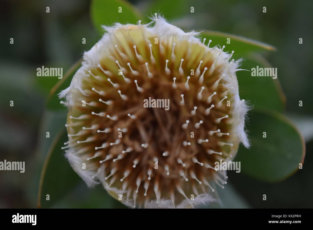 Das Eden Projekt Blume Cornwall england Foto Stockfoto