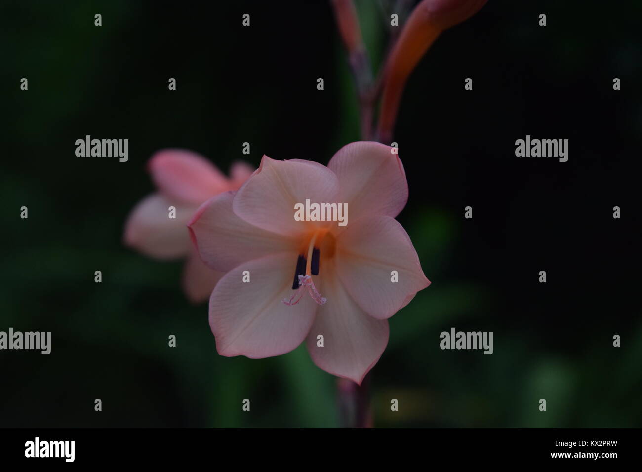Das Eden Projekt Blume Tulpe Rose Pflanze Stockfoto