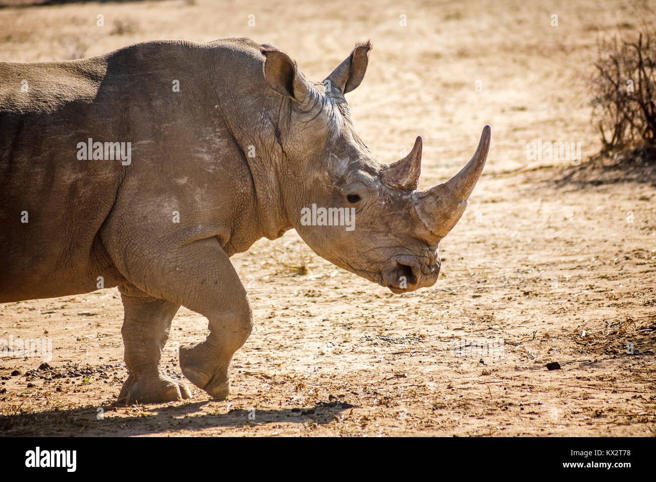 Weiße Nashörner (Rhinocerotidae)) im GocheGanas Natur Reserve in der Nähe von Windhoek, Namibia, south-west Afrika, einer der Big 5 Safari Tiere Stockfoto