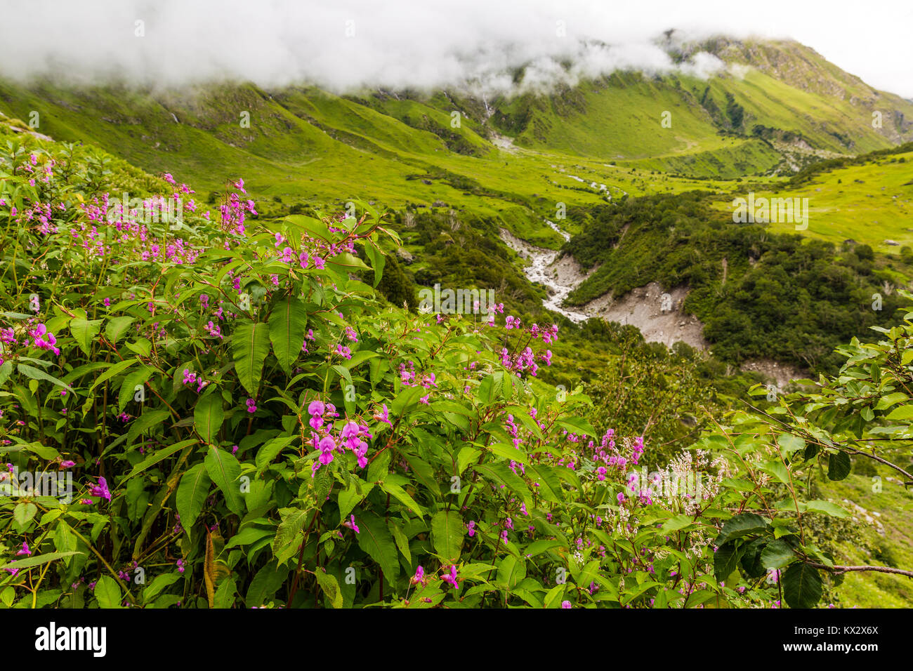 Schöne Trek in Uttarakhand namens Tal der Blumen im Himalaya, Nanda Devi Biosphäre National Park, tolle Landschaft, Berge, Hügel, Neblig Stockfoto