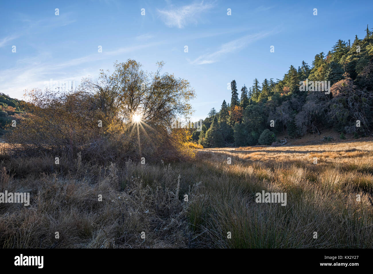Natur Landschaft fotografiert auf einem Herbstmorgen. Palomar Mountain State Park, San Diego, Kalifornien. Stockfoto