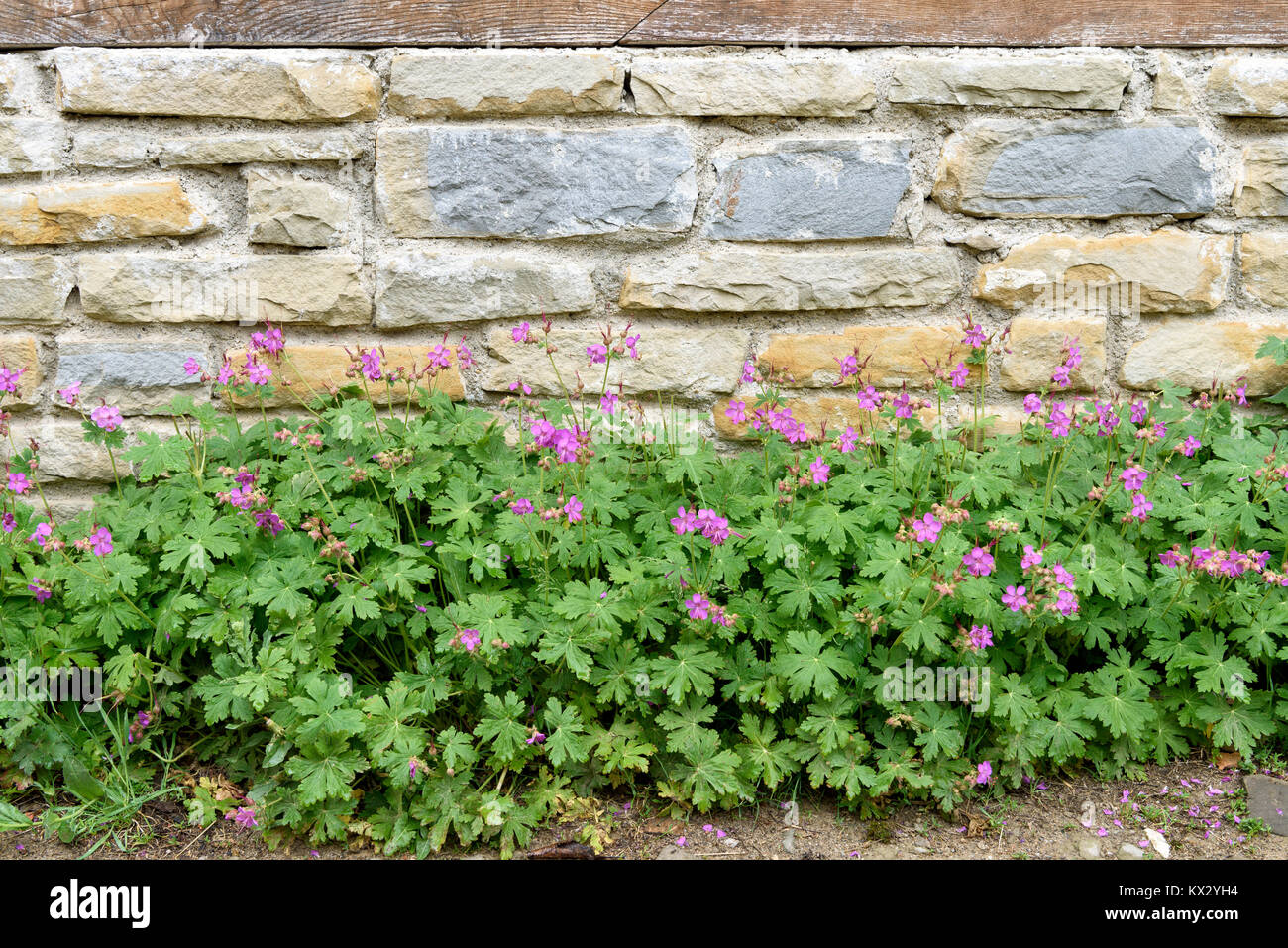 Bigroot cranesbill (Geranium macrorrhizum) gegen die Mauer aus Stein Stockfoto