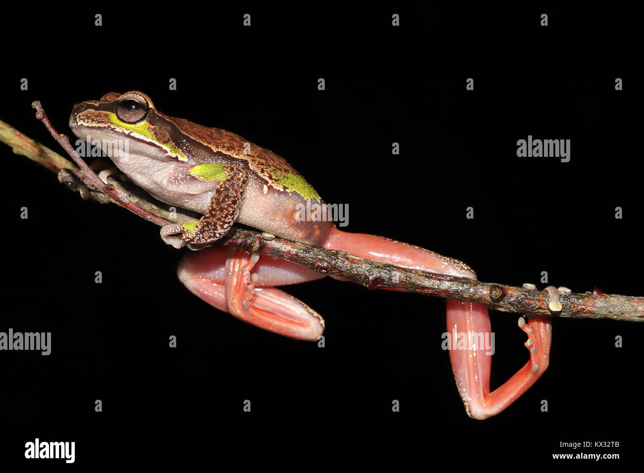 Blue Mountains Tree Frog Stockfoto