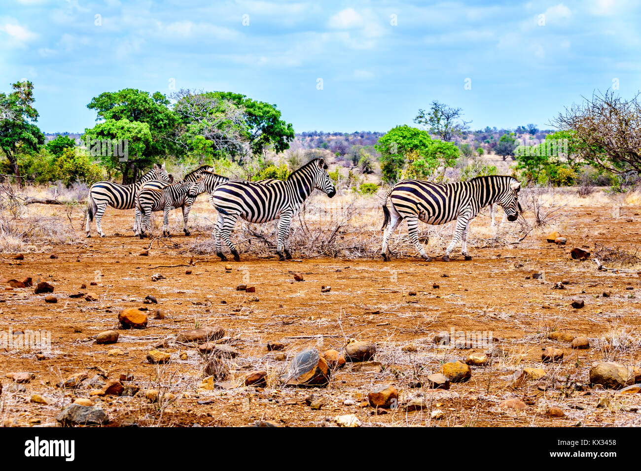 Zebras in der Savanne im Zentrum von Kruger Nationalpark in Südafrika Stockfoto