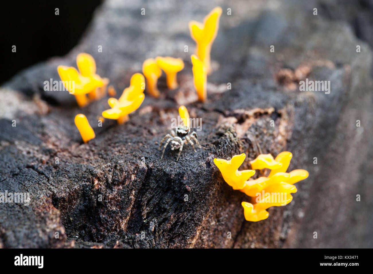 Fächerförmige Gelee Pilz (Dacryopinax spathularia). Cow Bay. Daintree National Park. Queensland. Australien. Stockfoto