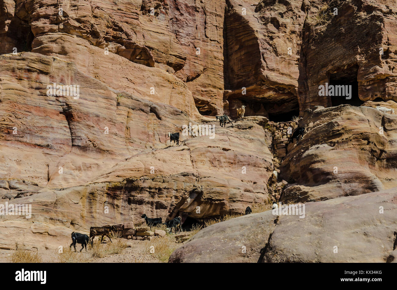 Ziegen Abstieg die Felsen von Petra in Jordanien Stockfoto