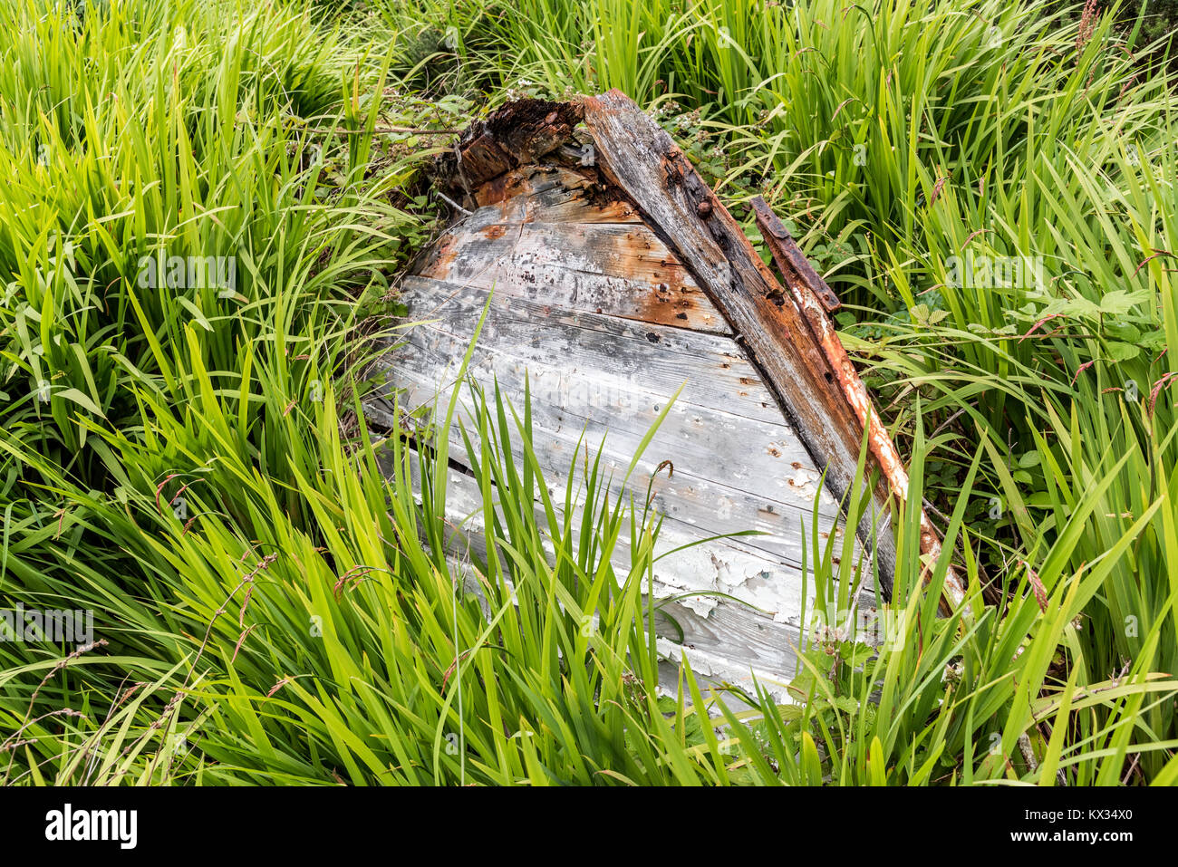 Das Wrack eines alten hölzernen Angeln Boot ist in der Vegetation irgendwo an der Küste in der Nähe des Hafens von Roundstone begraben in Connemara, Irland Stockfoto