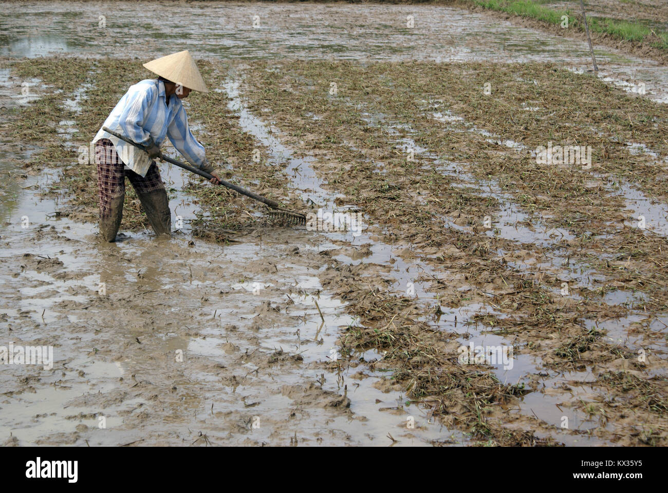 Frau auf dem Feld im Zentrum von Vietnam Stockfoto