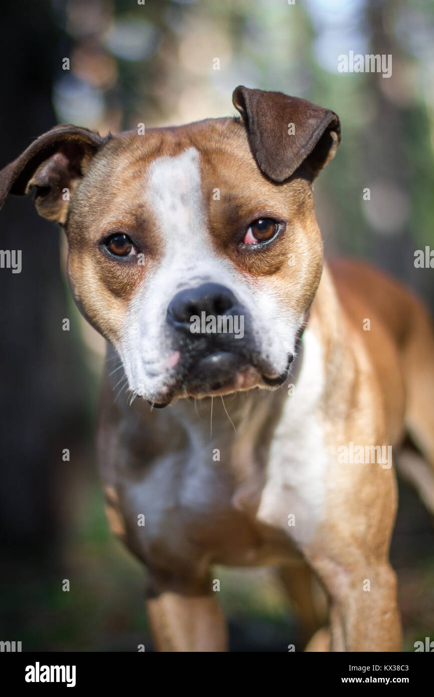 Fit und gesund Bulldog für eine Wanderung in den Wald Stockfoto