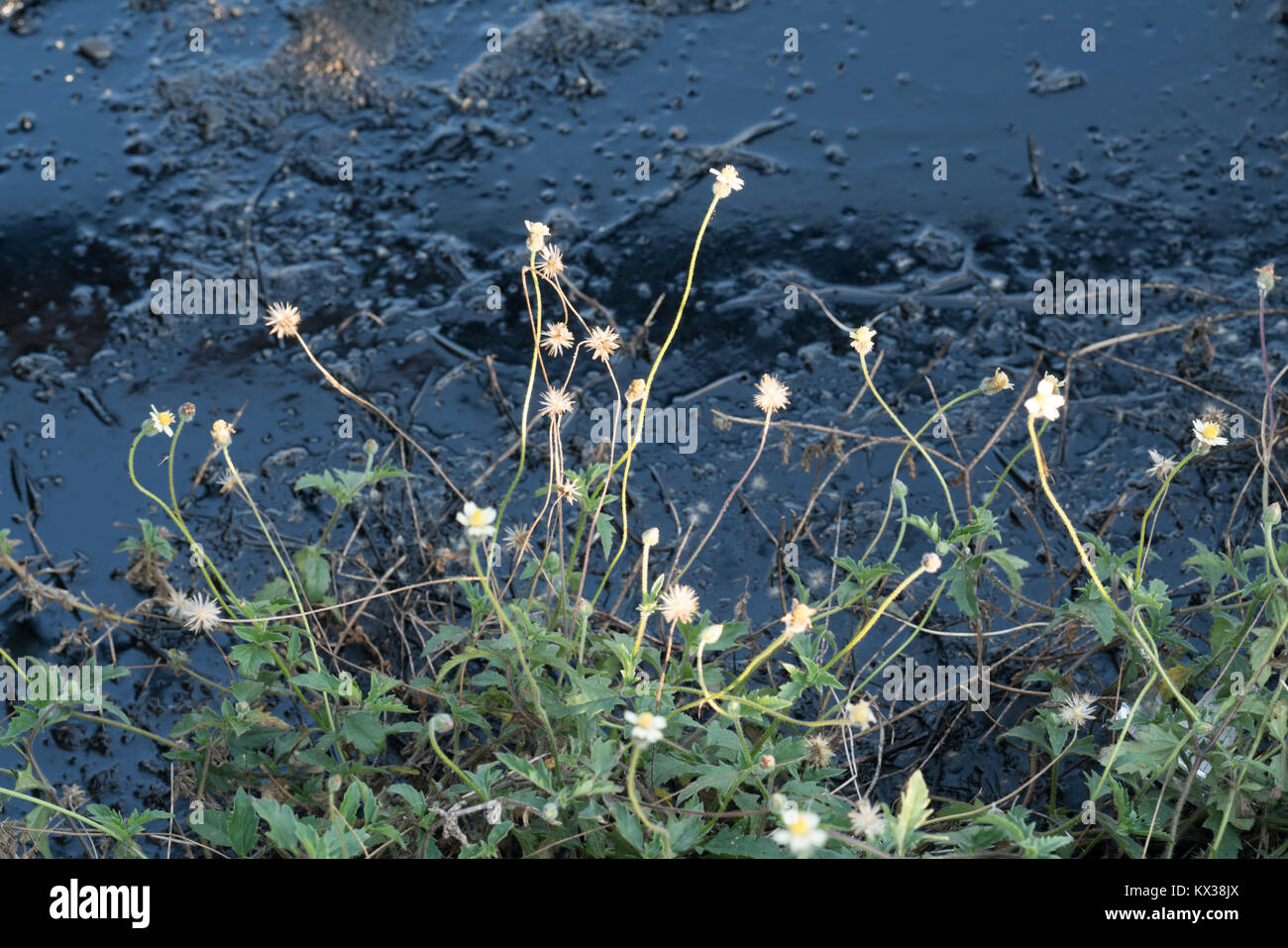Rohöl Oberfläche Hintergrund strukturierte mit Pflanze Stockfoto