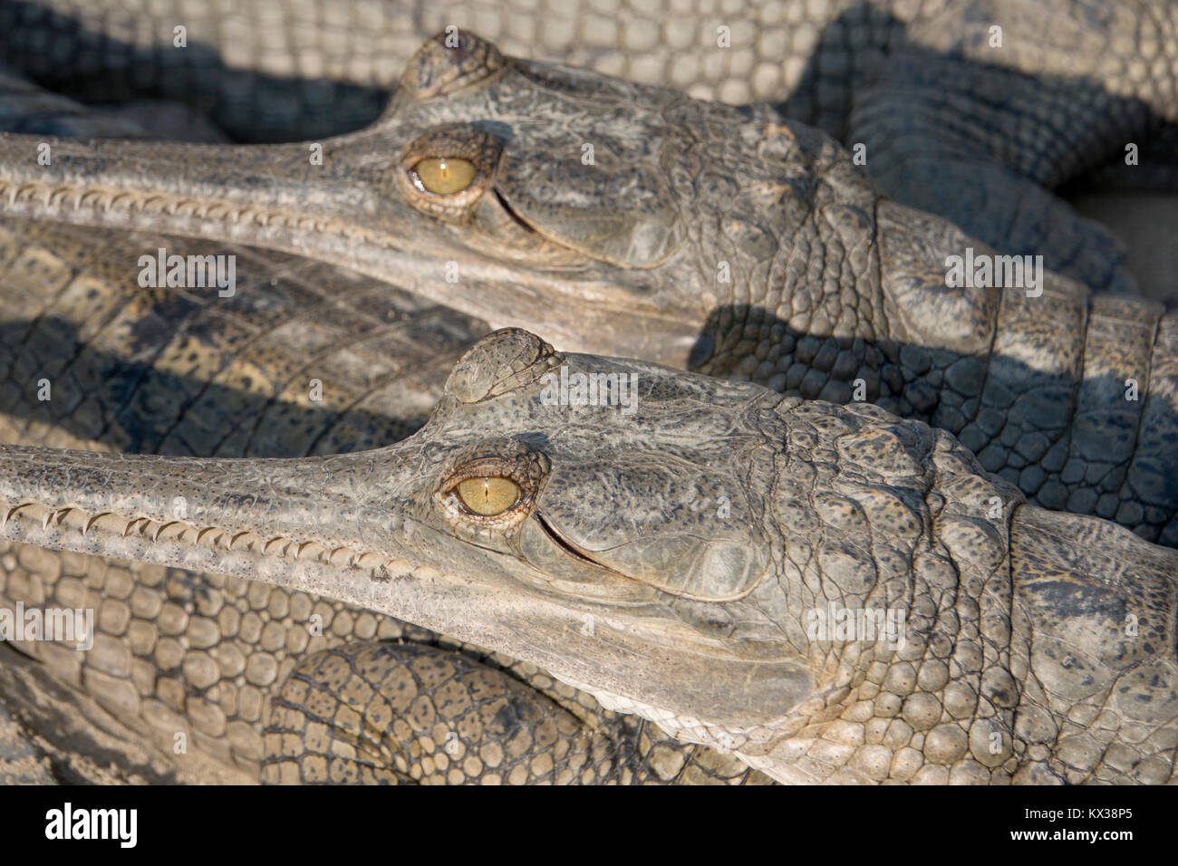 Gavialis gangeticus Fotos und Bildmaterial in hoher Auflösung Alamy