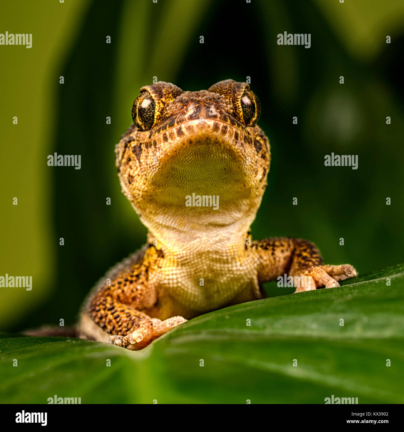 Ein Makro Bild eines madagassischen Boden Gecko (Paroedura pictus) Stockfoto