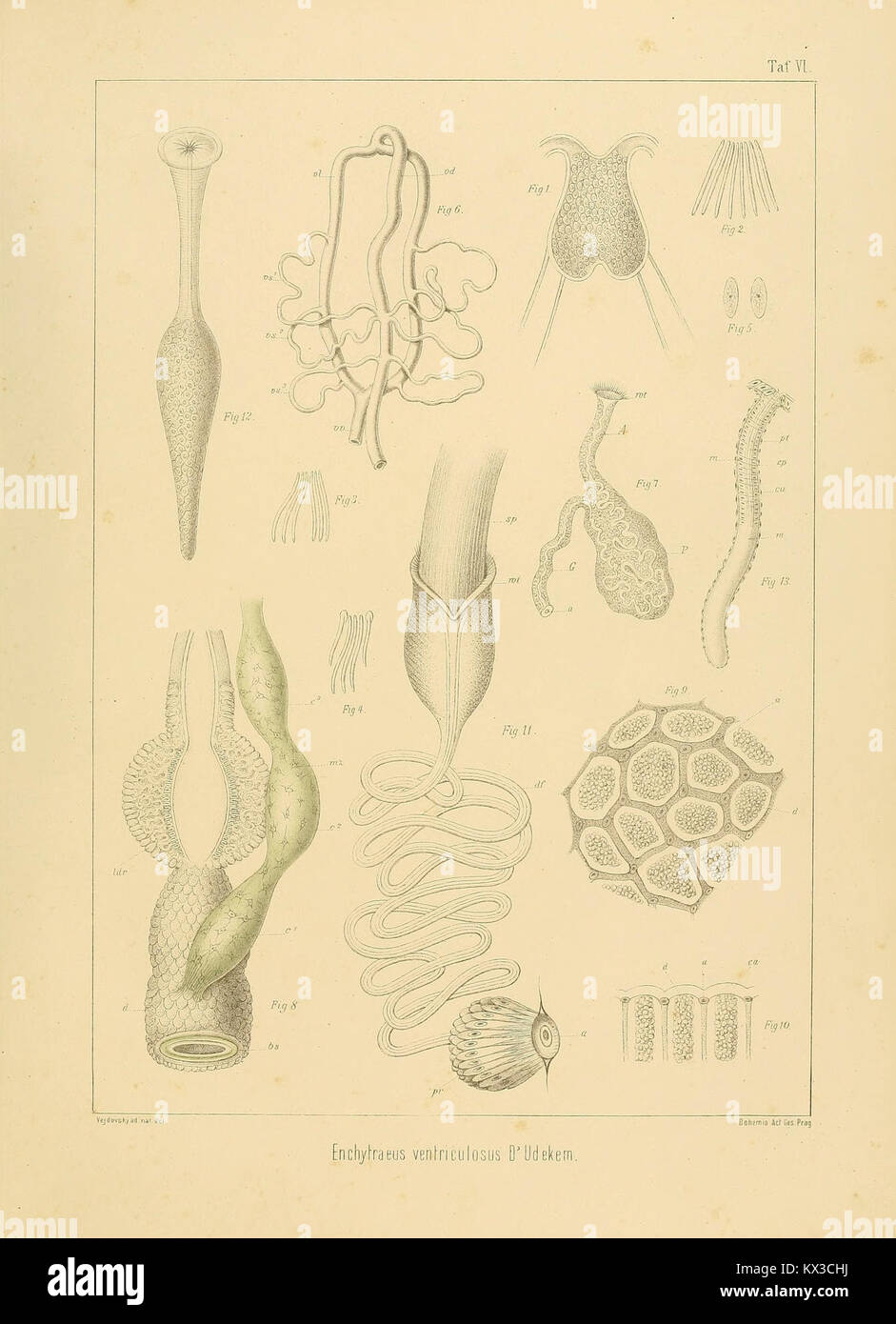 Dieses Bild stammt aus einer Studie zur vergleichenden Morphologie von Anneliden, die anatomische Diagramme und Forschungsergebnisse an segmentierten Würmern zeigt. Sie hebt die wesentlichen Merkmale dieser Wirbellosen hervor. Stockfoto