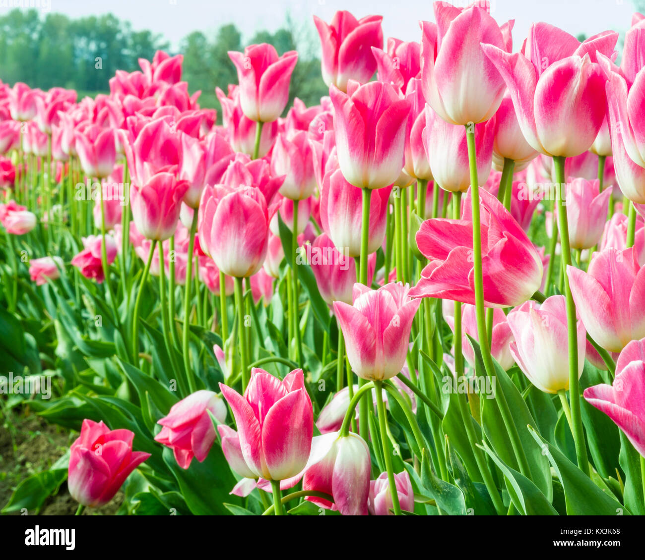 Reihen von rosa Tulpen in voller Blüte an einem Tulip Farm Stockfoto
