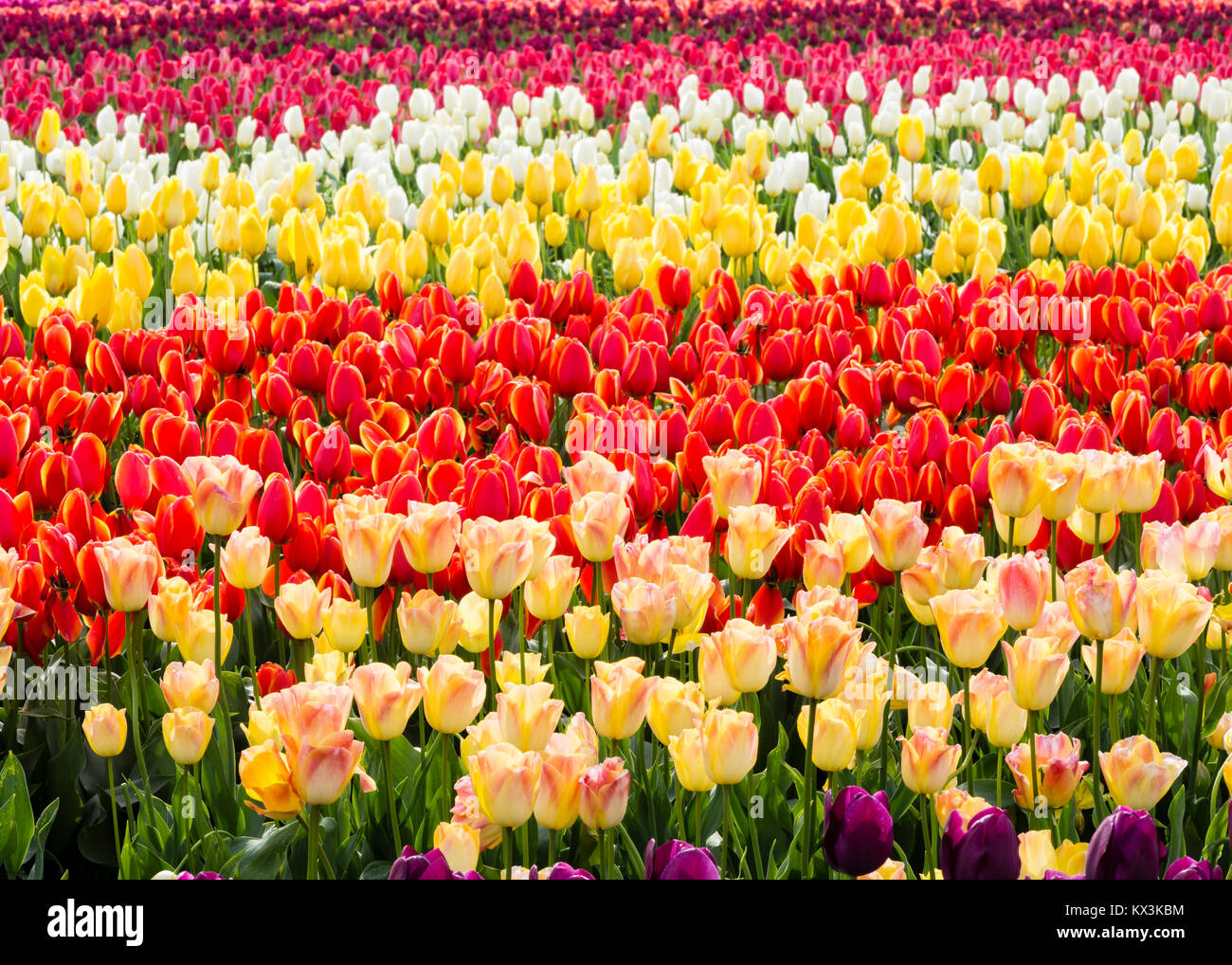 Reihen von bunten Tulpen in voller Blüte. Jährliche Tulip Festival, in Woodburn, Oregon Stockfoto