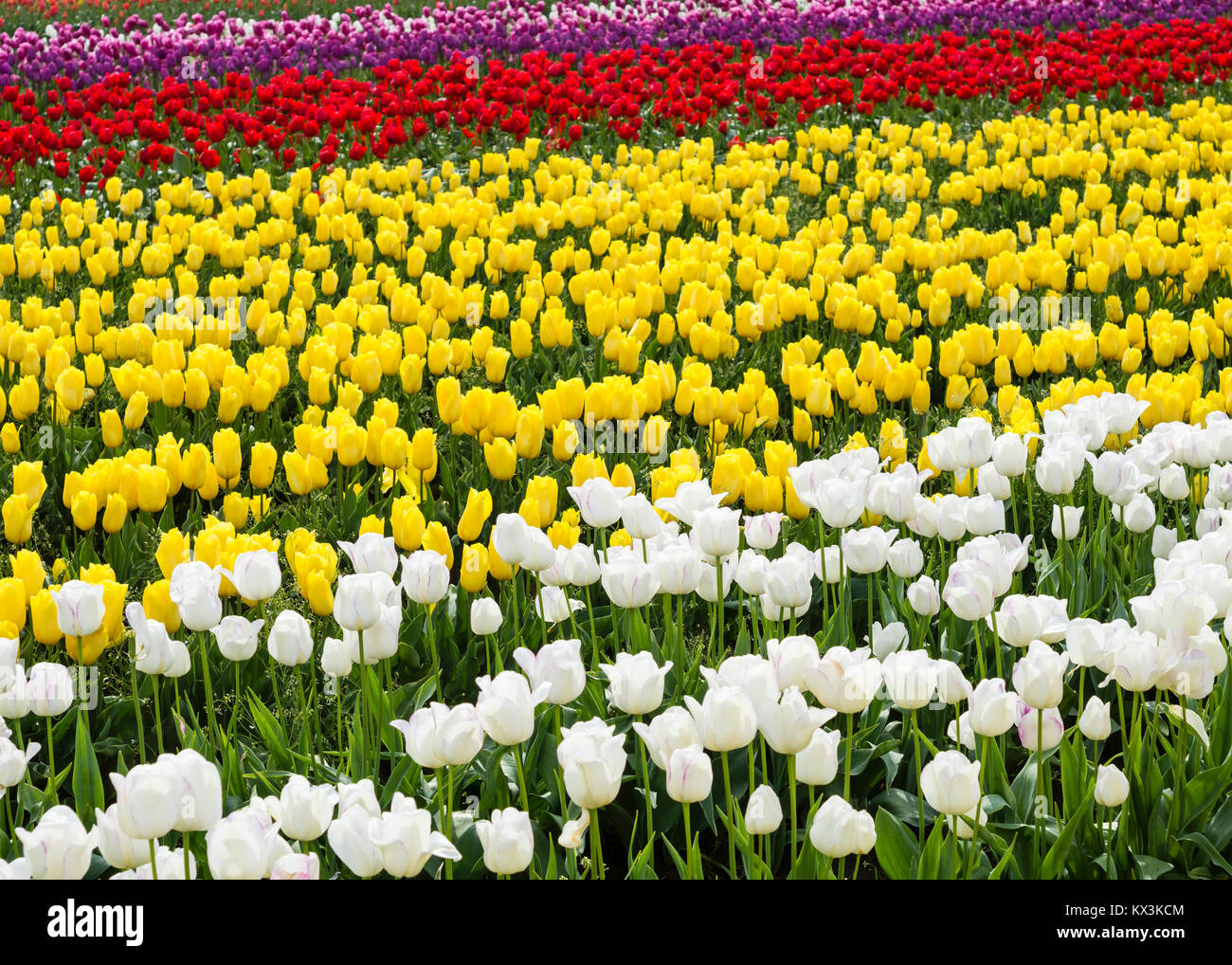 Reihen von bunten Tulpen in voller Blüte. Jährliche Tulip Festival, in Woodburn, Oregon Stockfoto