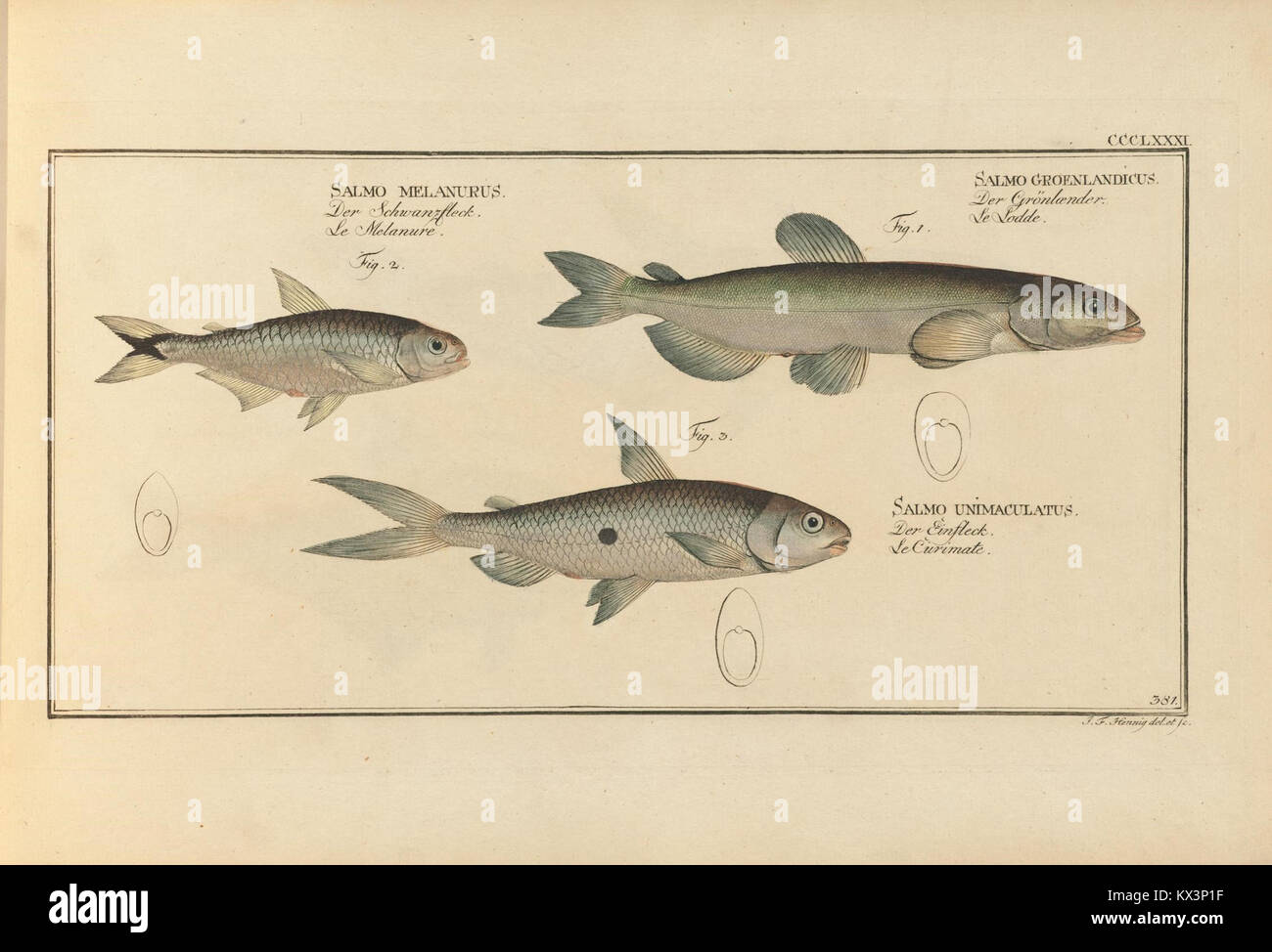 Epinephelus Streifen Goldener Streifen Marcus Elieser Bloch
