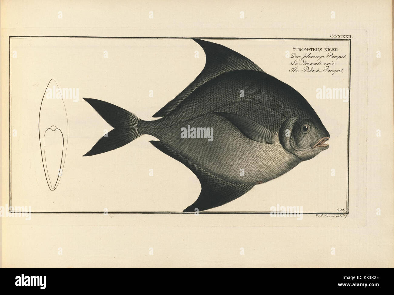 D. Marcus Elieser Bloch, ausübenden Arztes zu Berlin... Oeconomische