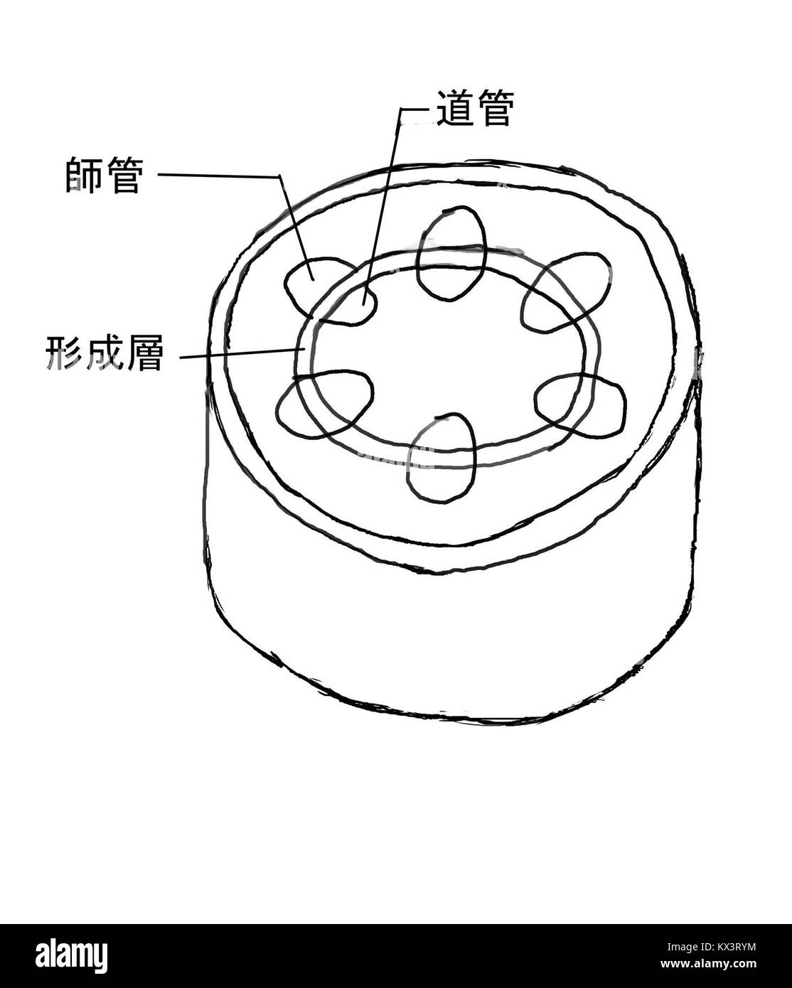 Wissenschaftliche Illustration von Gefässbündeln in dikotyledonösen Pflanzen, die Xylem- und Phloemstruktur für die botanische Untersuchung hervorhebt. Stockfoto
