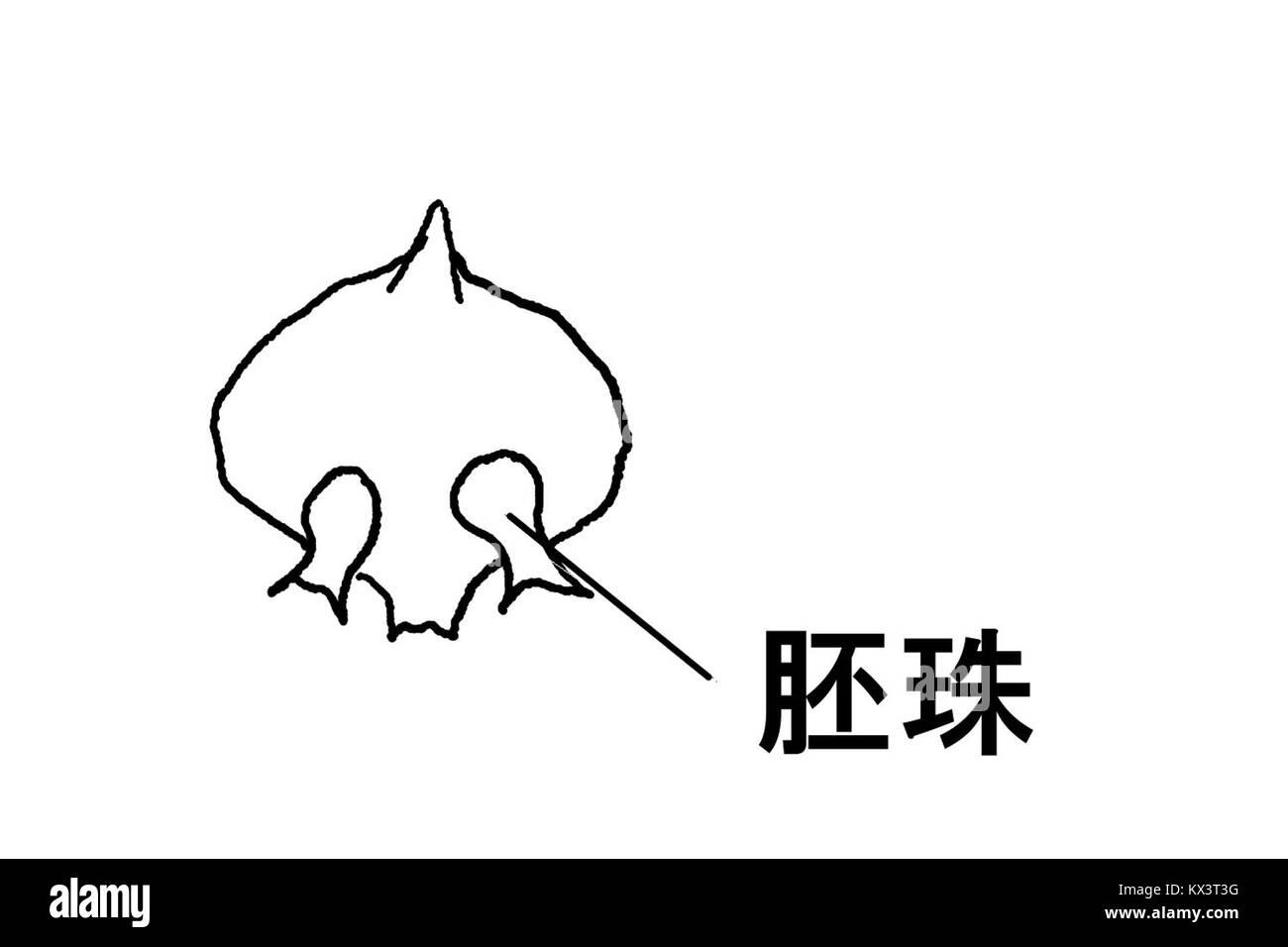 Abbildung eines Okulars mit seiner Struktur und seinen Bestandteilen für pädagogische oder botanische Zwecke. Stockfoto