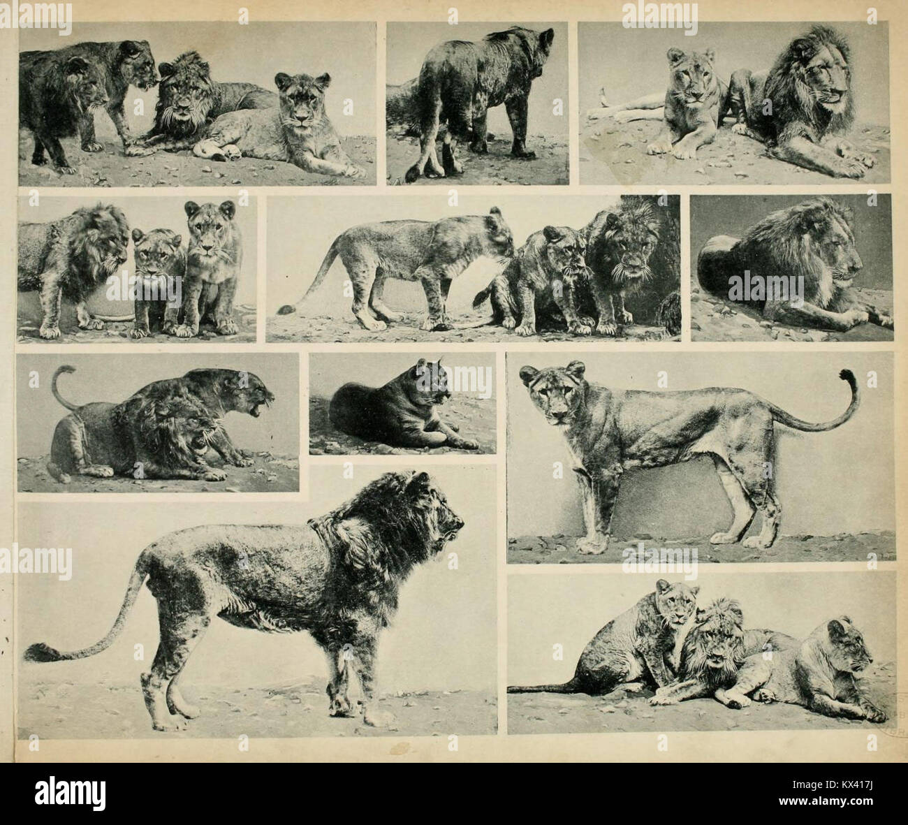 Platte 6 aus „das Thierleben in Schönbrunn“ zeigt Tiere im Zoo Schönbrunn und veranschaulicht Arten, Lebensräume und Verhalten in der historischen zoologischen Sammlung Stockfoto