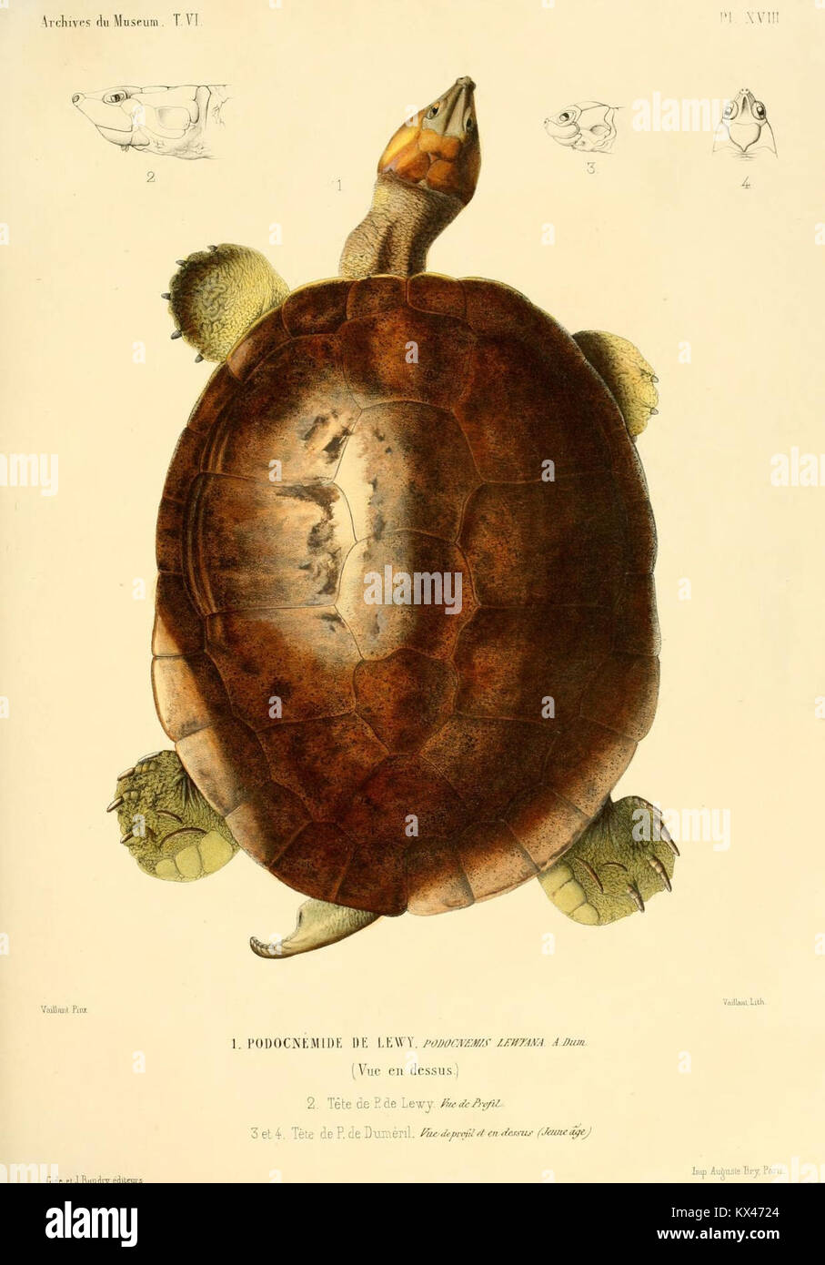 Beschreibung des Reptilien nouveaux ou imparfaitement connus de la collection du Muséum d'Histoire Naturelle et remarques sur la Classification et les caractères de Reptilien (6989148808) Stockfoto