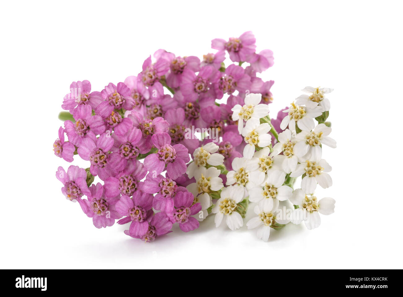 Weiß-rosa Schafgarbe Blumen isoliert auf weißem Hintergrund. Stockfoto