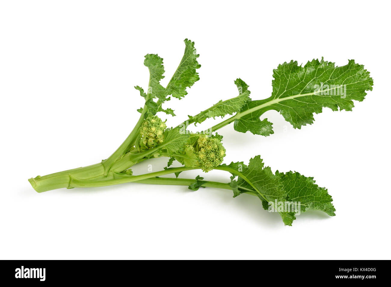 Frische Rapini oder Brokkoli rabe isoliert auf weißem Hintergrund Stockfoto