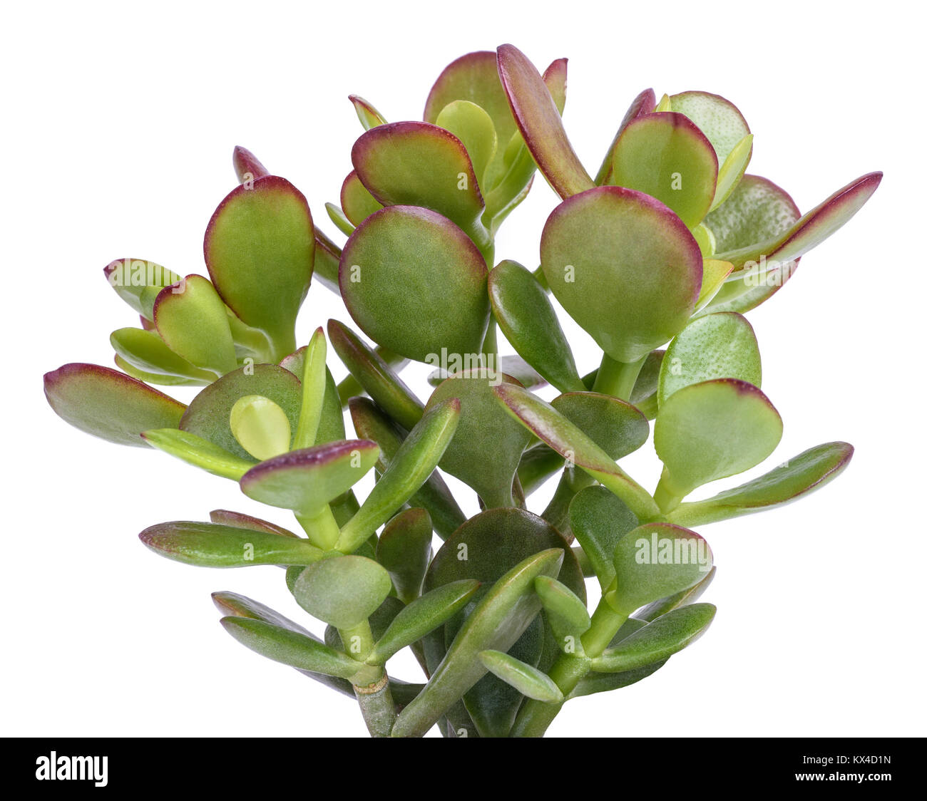 Crassula Portulacea Anlage auf weißem Hintergrund Stockfotografie Alamy