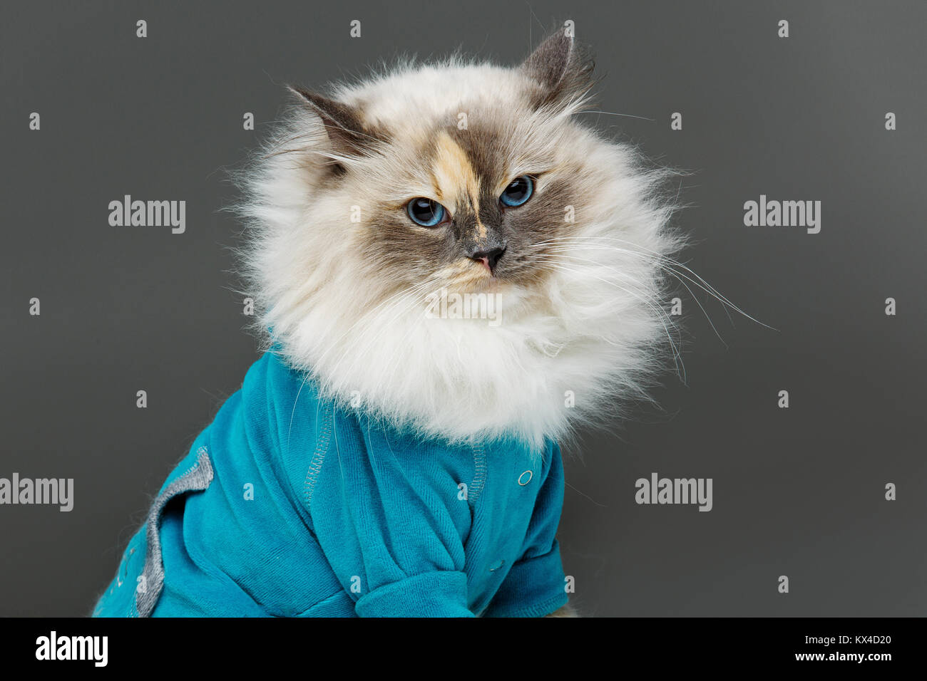 Schöne Birma Katze im blauen Hemd Stockfoto