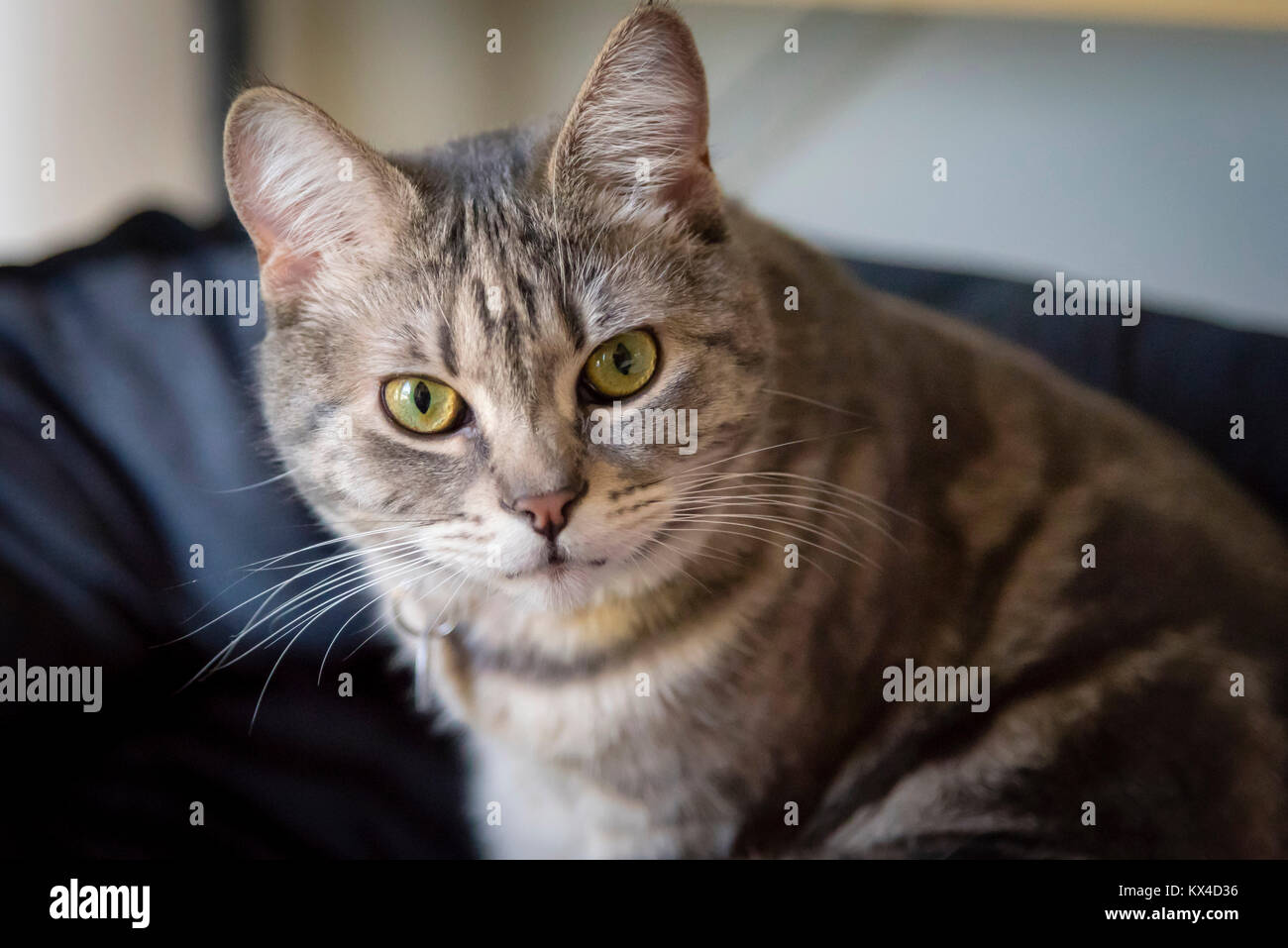 Grau gestreifte Katze portrait. Grau tabby Katze mit grünen Augen in die Kamera. Stockfoto