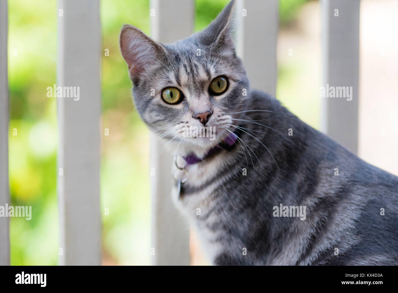 Grau gestreifte Katze auf Balkon. Grau tabby Katze mit grünen Augen sitzt draußen. Stockfoto