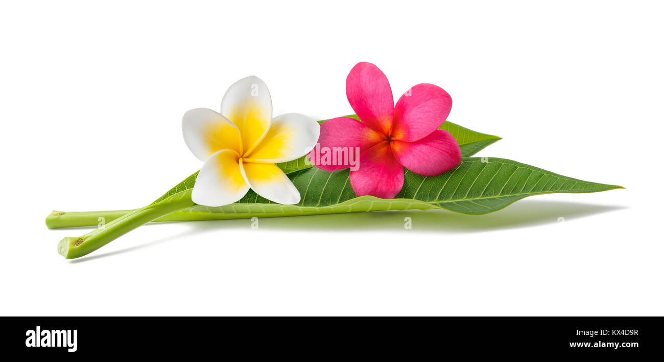 Rote und weiße Frangipani Blüten mit Blättern isoliert auf weißem Stockfoto