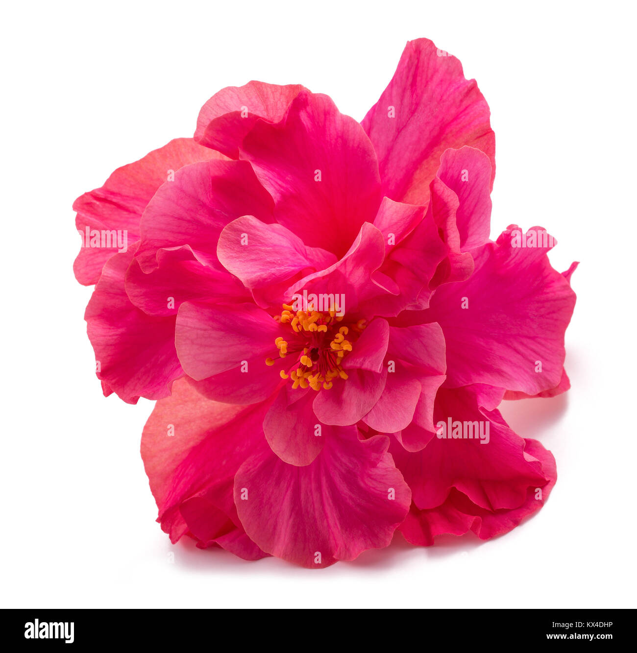 Rosa Hibiskus Rosa Sinensis doppelt isoliert auf weiss Stockfoto