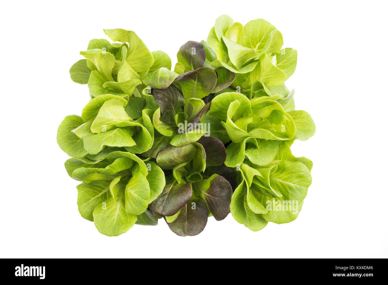 Frischer Salat Bush auf weißem Hintergrund Stockfoto