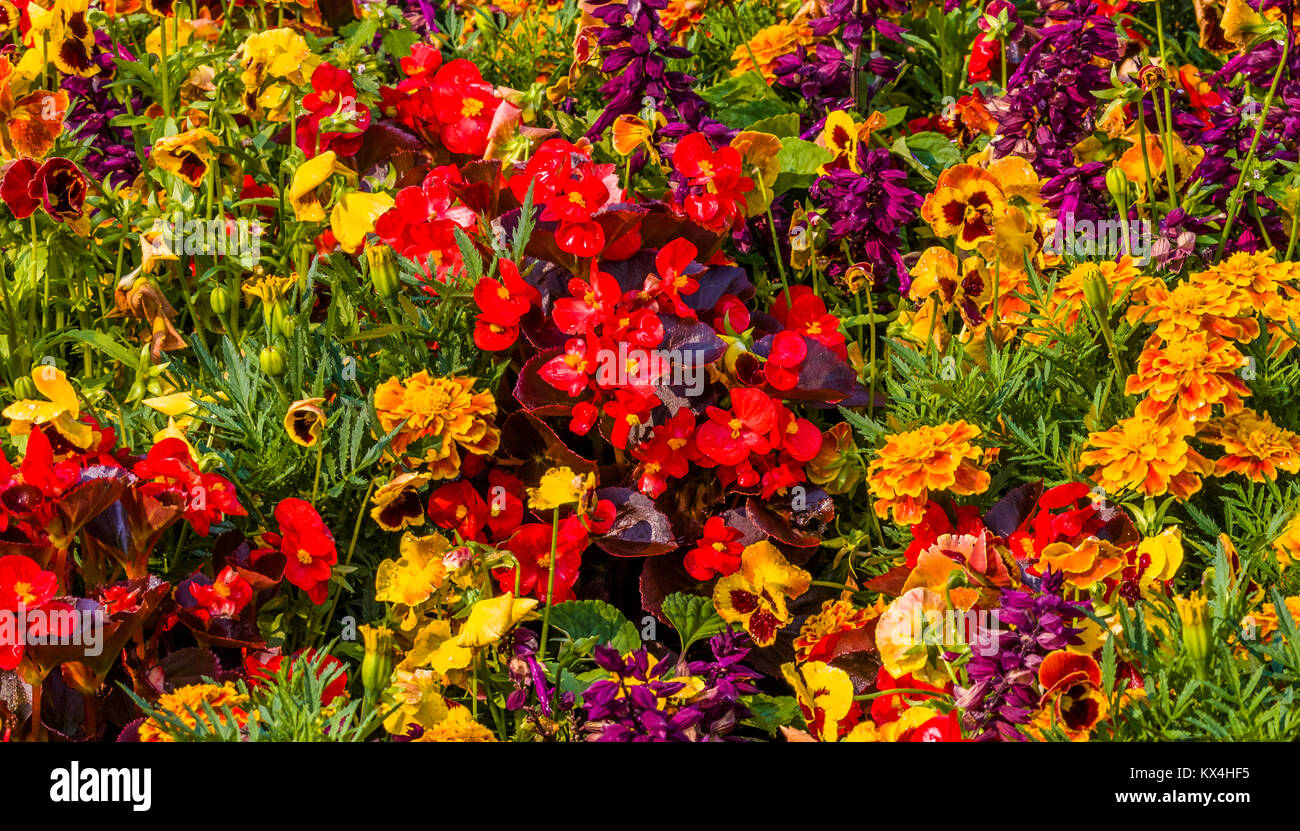 Sommergarten blumen bunt Fotos und Bildmaterial in hoher Auflösung